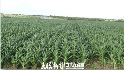 農發行花溪支行發放600萬元貸款，助力種業小微企業實現育繁推一體化產業建設