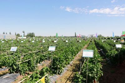 肅州 擦亮種業(yè)“金字招牌”，繪出鄉(xiāng)村振興“繽紛畫卷”