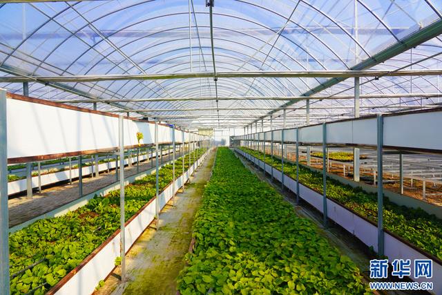 深圳市農(nóng)檢中心舉辦專題宣講 筑牢安全屏障，護(hù)航種業(yè)安全